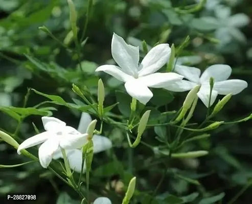 Baishnab  Juhi flower live plant Night Bloom Jasmin-thumb0