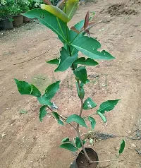 Baishnab Wax Apple Plant Jamrul-d-thumb1