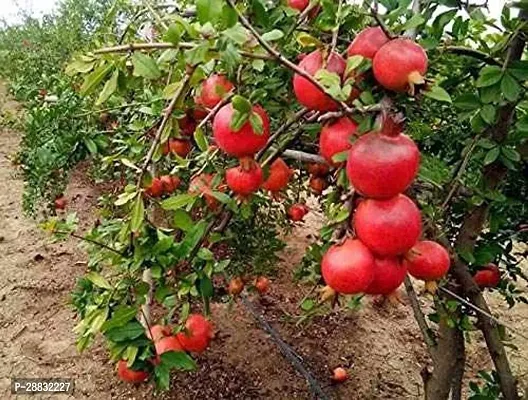 Baishnab  Pomegranate fruit plant BPC93 Pomegranate-thumb0