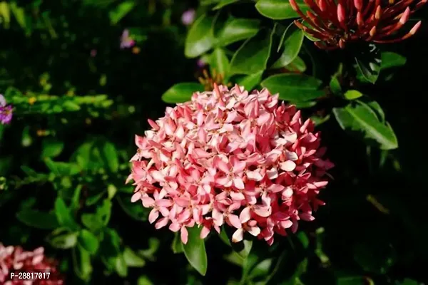 Baishnab  Pink Ixora Night Plant Night Bloom Jasmin-thumb0