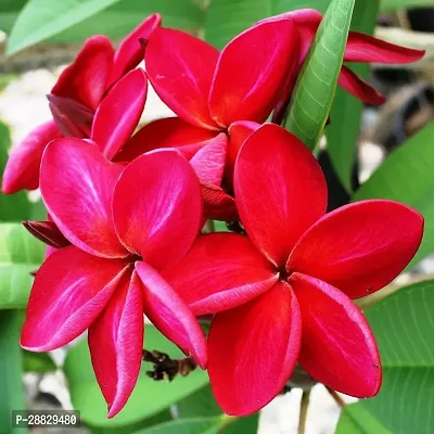 Baishnab  Plumeria Flower Red Live Plant CF03 Plu-thumb0