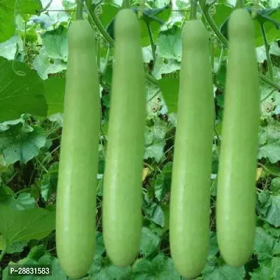 Baishnab Gourd seed uu Bottle Gourd Long Ghiya   F1 Hybrid   Organic Seeds40PIECE-thumb0