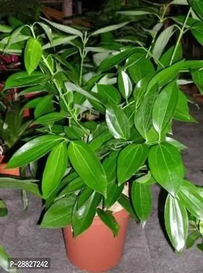 Baishnab  TK01 Bay Leaf Plant-thumb0