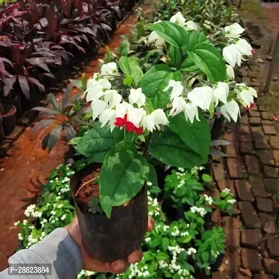 Baishnab  Live Rare Bleeding Heart Vine WHITE Cler