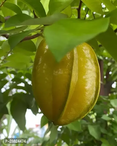 Baishnab  Rare Star Fruit Grafted Live plant CF024