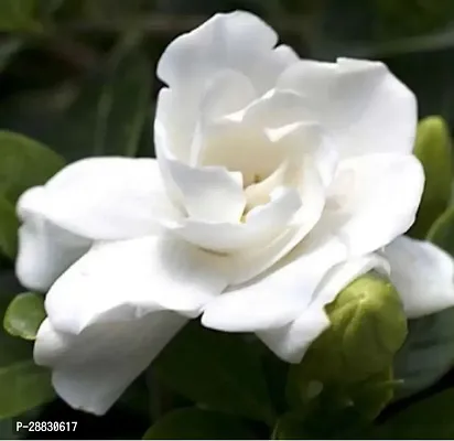 Baishnab  Cape Jasmine plantGandharaj Plant Jasmin