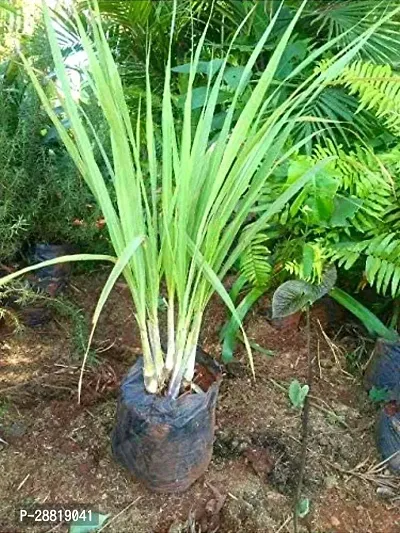 Baishnab  LMLemonGrassPlant Lemon Grass Plant