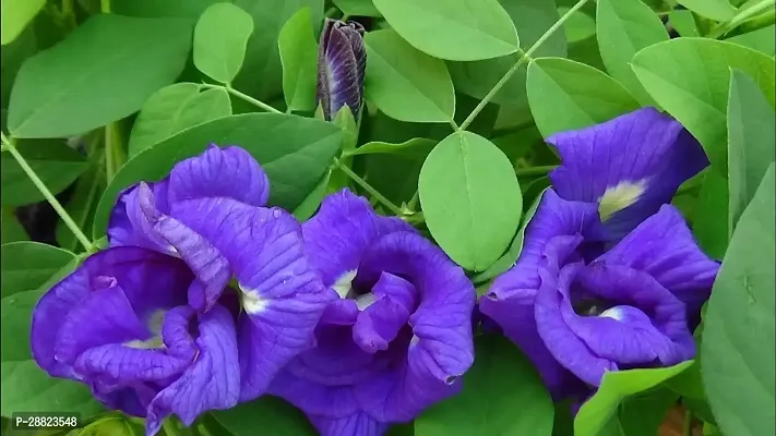 Baishnab  NILKONTHO PLANT Aparajita Butterfly Pea-thumb0