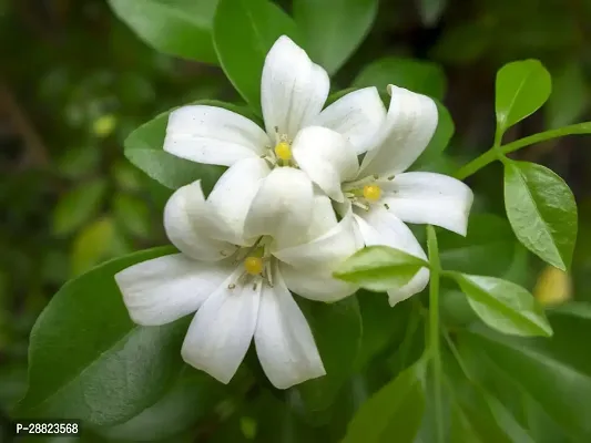 Baishnab  Madhukamini Beautiful FLower Live Plant M-thumb0