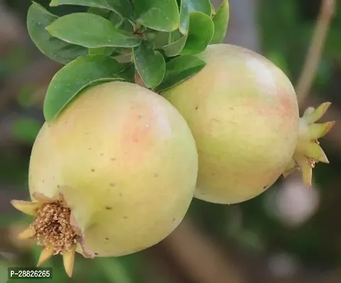 Baishnab  Pomegranate Plant Live Plant CF054122 P