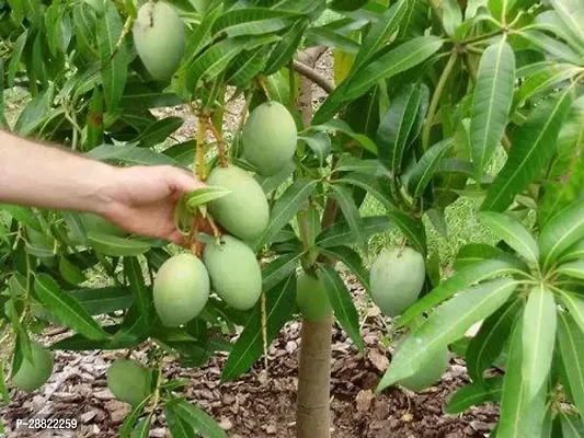 Baishnab  Live Fruit Dwarf Plant Mango Himsagar Mal-thumb0