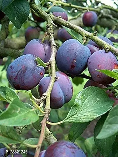 Baishnab  Aloo Bukhara Fruit Plant Aloo BukharaPlu-thumb0