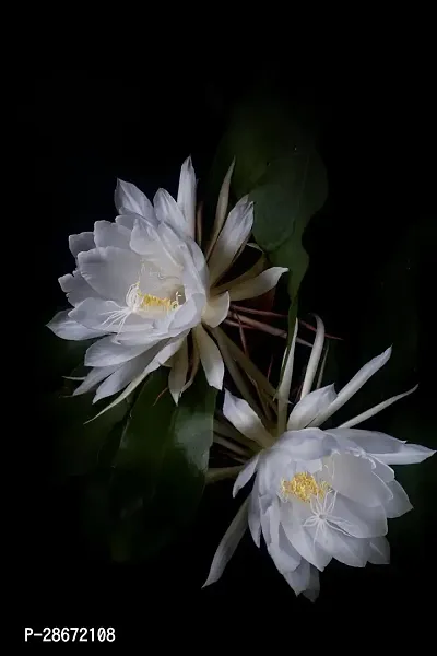 Baishnab Brahma Kamal Plant Brahma Kamal Plant