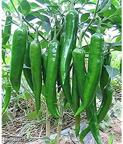 Baishnab Chilli 0plantb seed 36ps mc ruQRX 436736PIECE