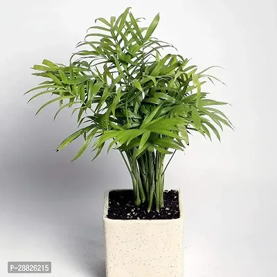 Baishnab  Live Bamboo Palm Plant in Pot Chamaedorea-thumb0