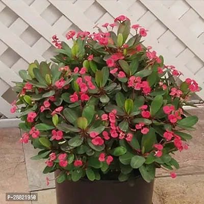 Baishnab  Euphorbia Mili Flower  red  Euphorbia P-thumb0