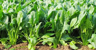 Baishnab Palak Seed   100 psPALAK Green Leaf Spinach   100 Seeds100PIECE-thumb1