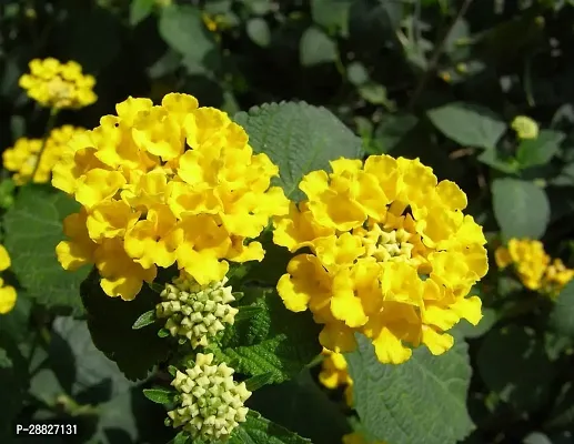 Baishnab  Yellow Lantana live PlantV3 Lantana Pl