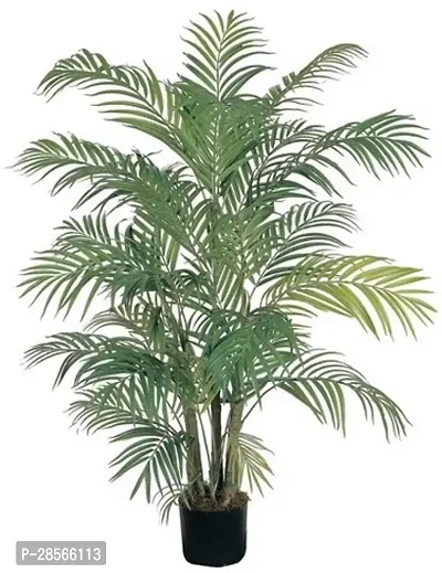 Baishnab Areca Palm Areca Palm Plant A31-thumb0