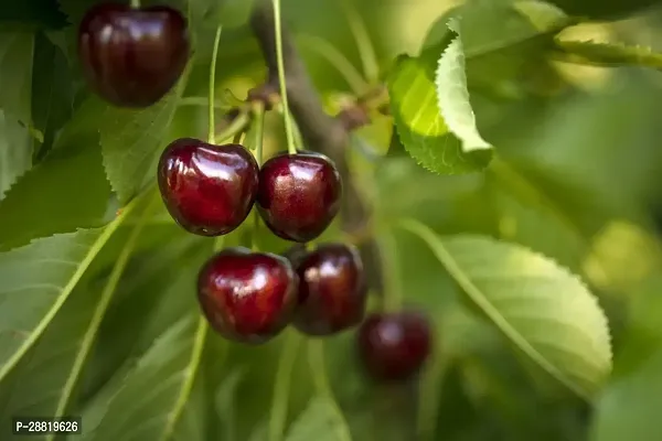 Baishnab  CHETC01 Cherry Fruit Plant