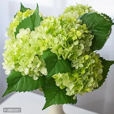 Baishnab  Green Hydrangea flower plant CFO488 Hy-thumb0