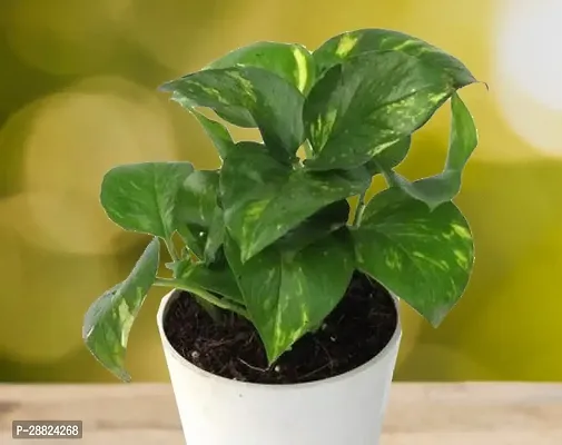 Baishnab  Money Plant CF0010811 Money Plant-thumb0