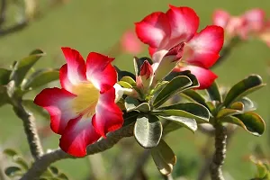 Baishnab Adenium Plant Adenium plant 1-thumb2