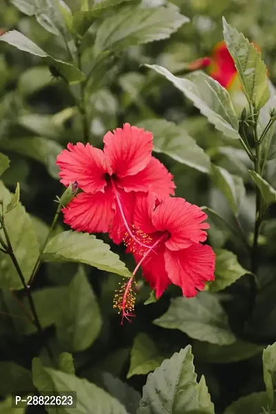 Baishnab  Hibiscus Red Plant CF70071 Hibiscus Pla-thumb0