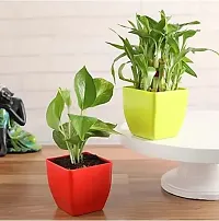 Baishnab Money Plant Money, Bamboo, Jade Plant Combo With Pot-thumb1