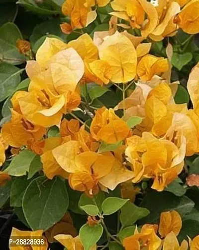 Baishnab  Bougainvillea Plant CF0009 Baugainville