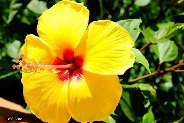 Baishnab Hibiscus Plant Hibiscus Joba Yellow in Colour Live Plant Disha-06112211-thumb0