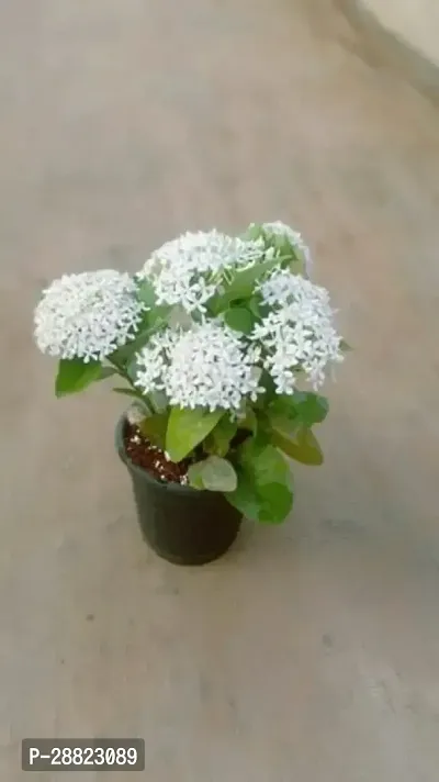 Baishnab  Ixora White Trothic IxoraChethi Plant