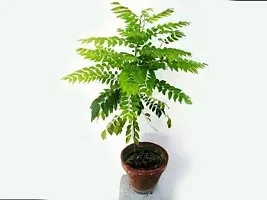 Baishnab Curry Leaf Plant Curry patta pack or 1 with pot-thumb2