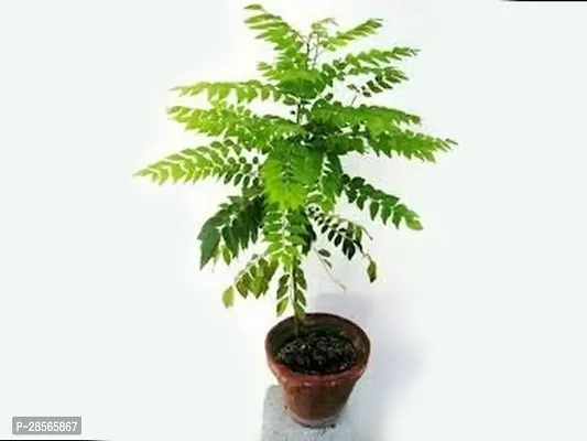 Baishnab Curry Leaf Plant Curry patta pack or 1 with pot-thumb3