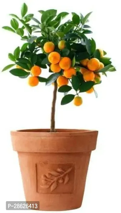 Baishnab Orange Plant Sweet Orange Fruit, Santra Grafted hybrid |plants valleys-thumb0