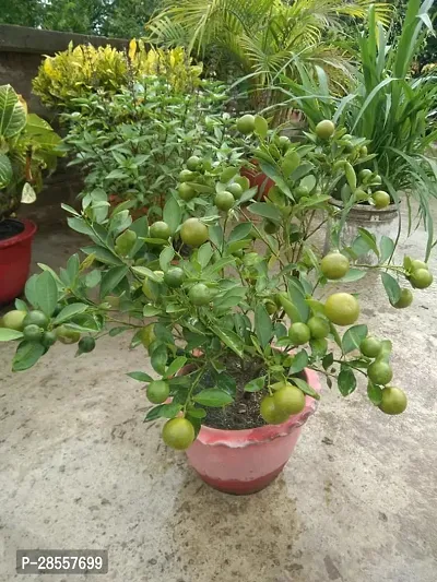 Baishnab Lemon Plant Lemon Plant 142-thumb0