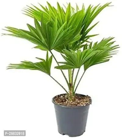 Baishnab  Table Palm Umbrella  Plant Indoor Air P-thumb0