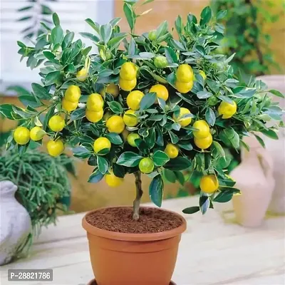 Baishnab  CITRU KAGZI LEMON Lemon Plant-thumb0