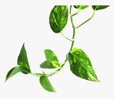 Baishnab Pothos Plant pothos stem 05-thumb1