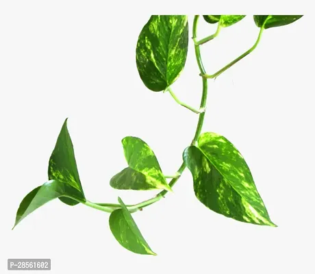 Baishnab Pothos Plant pothos stem 05-thumb2