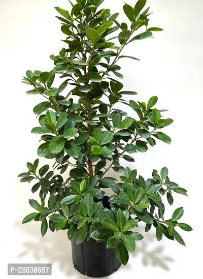 Baishnab  Indoor Ficus Plants Ficus Plant-thumb0