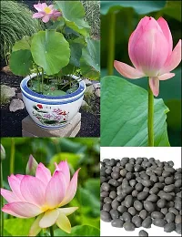 Baishnab Lotus Seed 3 psLotus Flower Seed 10 per pack10PIECE-thumb1