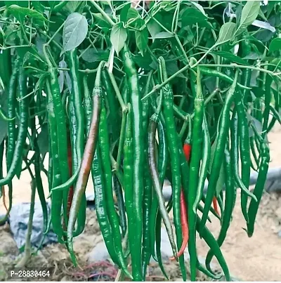 Baishnab  Organic Desi Chilli seeds IndoorOutdoor-thumb0