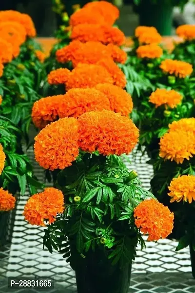 Baishnab marigold seed 100 psHNB168100PIECE-thumb0