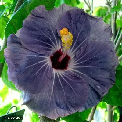 Baishnab  Hybrid Hibiscus Flower Live PlantCF332