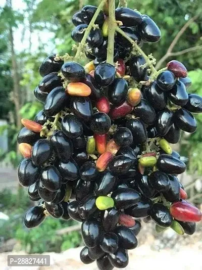 Baishnab  Grafted Black Jamun Live Plant CF68B Ja-thumb0