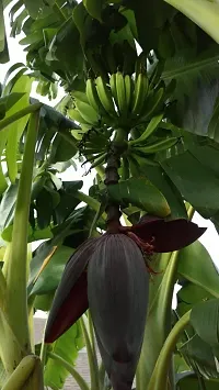 Baishnab Banana Plant Burro Grafted Banana Plant-thumb1