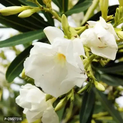 Baishnab  Kaner Nerium Oleander White Double-thumb0