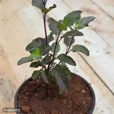 Baishnab  GRPRK1407 Tulsi Plant-thumb0