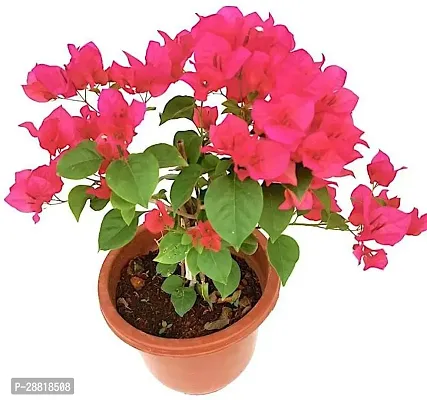 Baishnab  Bougainvillea Flower PlantK10 Bougainvil-thumb0